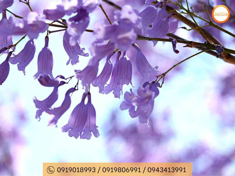 Hoa Phượng Tím với tên khoa học Jacaranda mimosifolia - Du lịch 360Go